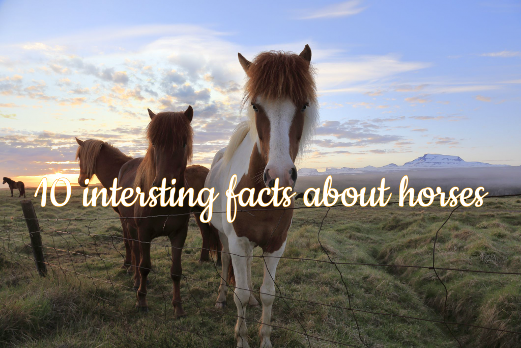 10 Intersting Facts About Horses • Viajar a Caballo